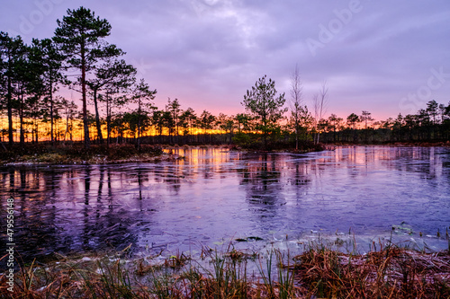 frozen swamp lake in autumn sunset covered with ice and grass in foreground and pine trees