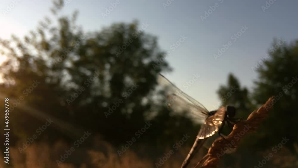 close-up of a dragonfly flies up to a blade of grass