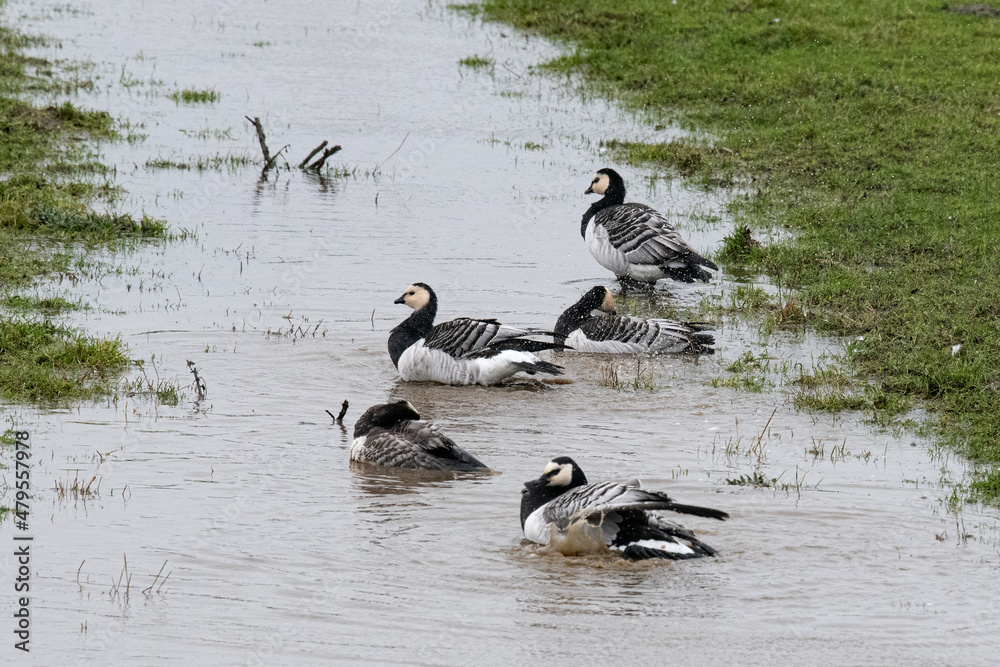 Eine Gruppe von Nonnengänsen an einem Gewässer