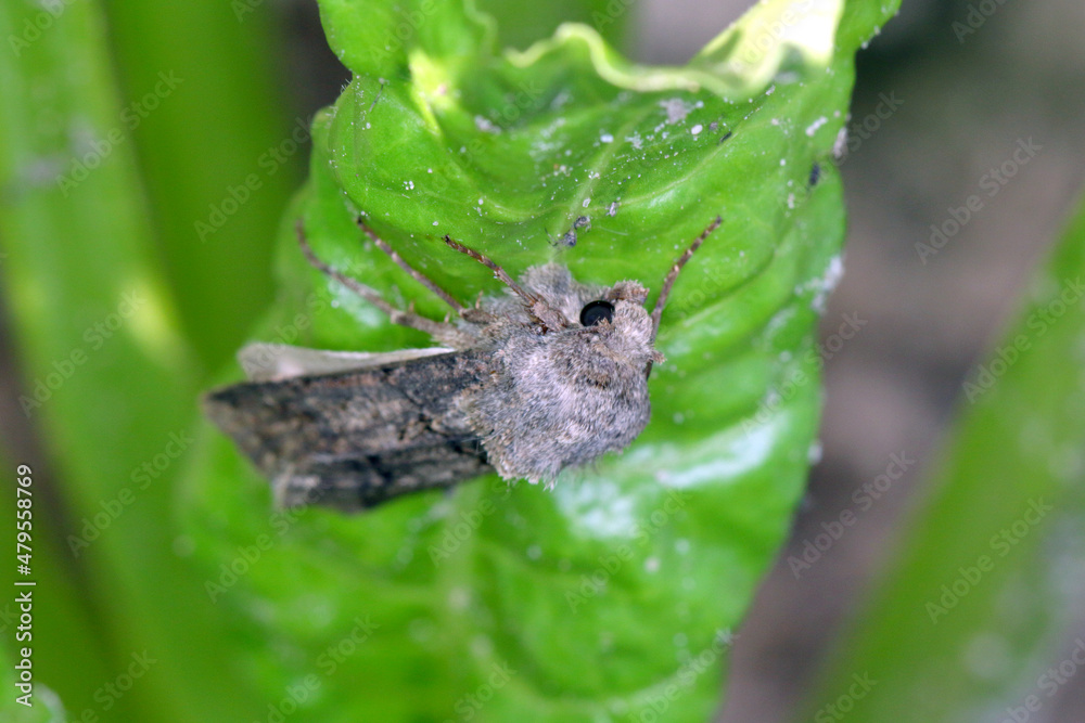 Turnip moth Agrotis segetum Owlet moth Noctuidae on sugar beet