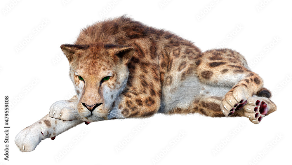 Fototapeta premium 3D Rendering Sabertooth Tiger on White