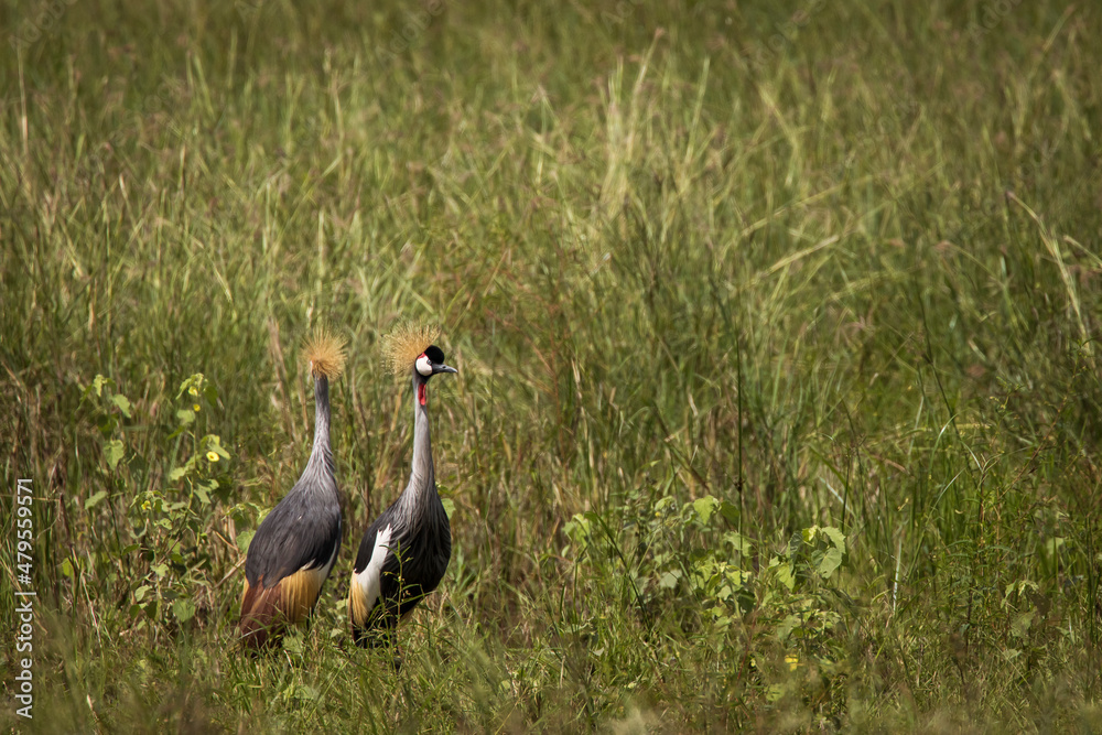 Fototapeta premium Grey crowned crane bird in the grass during safari in Tarangire National Park, Tanzania.