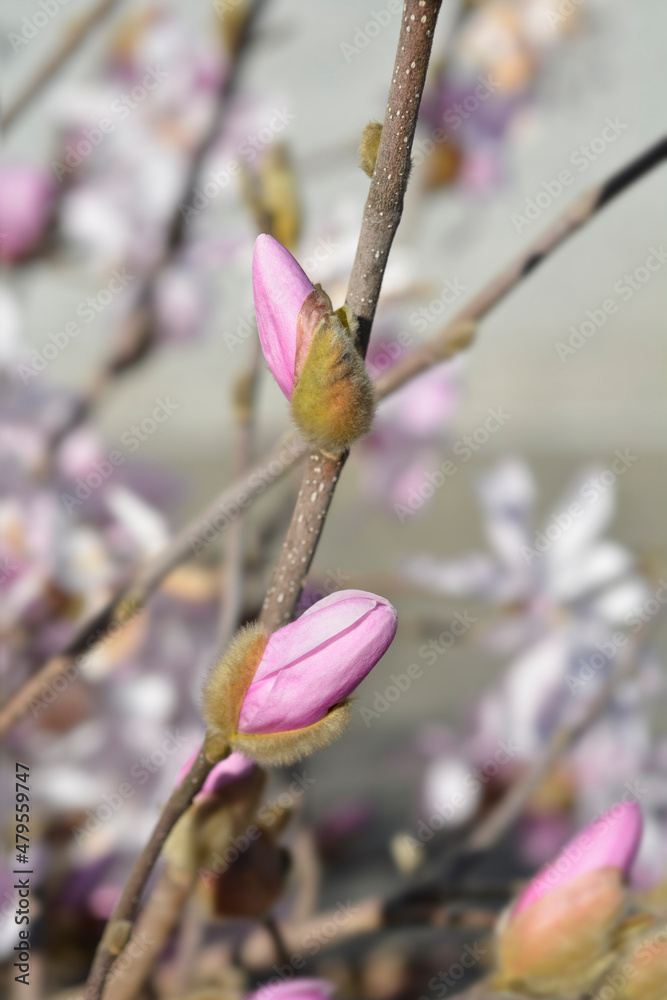 Star magnolia Star magnolia