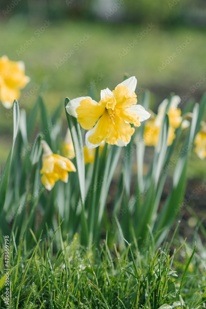 An early yellow daffodil blooms in the garden in spring. Spring flowers in the country
