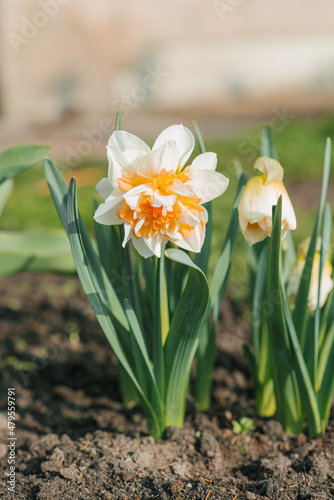 Quadro su tela Beautiful terry daffodil Manly blooms in the spring in the garden