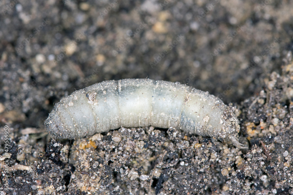 Larva on soilof Crane fly is a common name referring to any member of the insect family Tipulidae. It is significant pest in soil of many crops. Larva on soilof Crane fly is a common name referring to any member of the insect family Tipulidae. It is significant pest in soil of many crops.