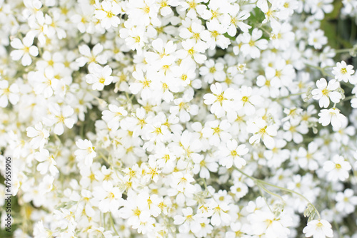 Floral print or background of white jaskolka flowers in summer in the garden. Rapid flowering of groundcover flowers