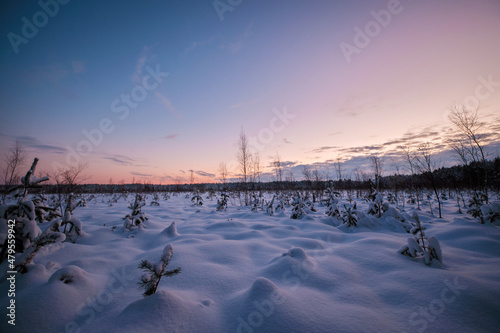 sunset in cold winter morning in swamp with snow and pine trees