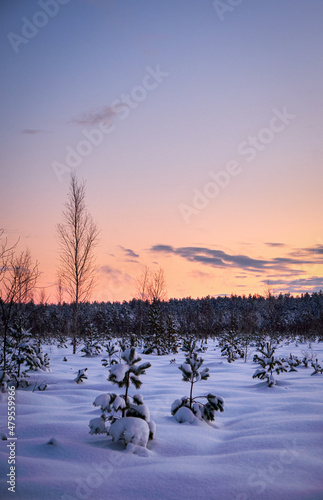 sunset in cold winter morning in swamp with snow and pine trees