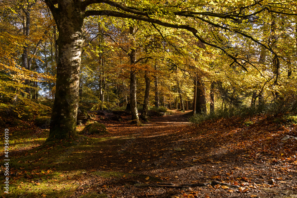 Autumn landscape in Highlands, Scotland, United Kingdom. Beautiful