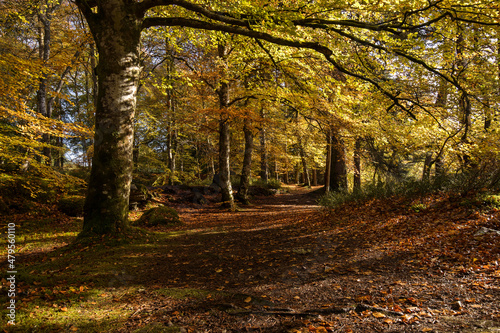 Autumn landscape in Highlands, Scotland, United Kingdom. Beautiful