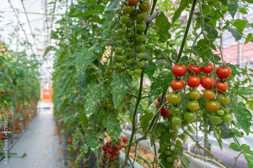 Cultivation of tomatoes in agricultural greenhouse