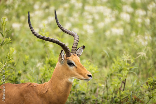 Closeup of Impala image taken on Safari located in the Tarangire  National park  Tanzania.