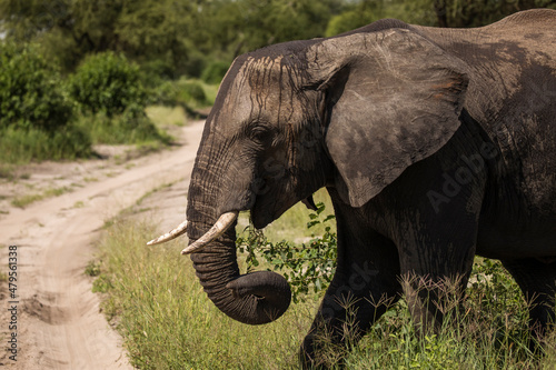 Beautiful elephants during safari in Tarangire National Park  Tanzania.