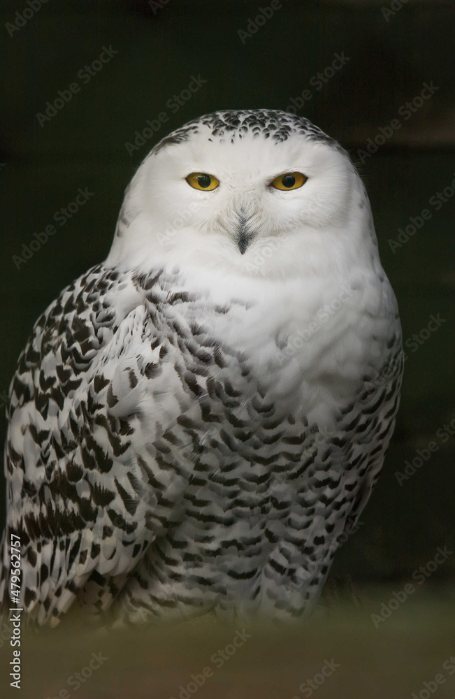 Fototapeta premium portraite of snowy owlbubo scandiacus