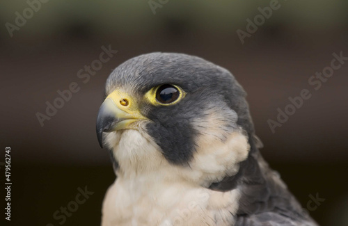 head shot of peregrine falcon falco peregrinus