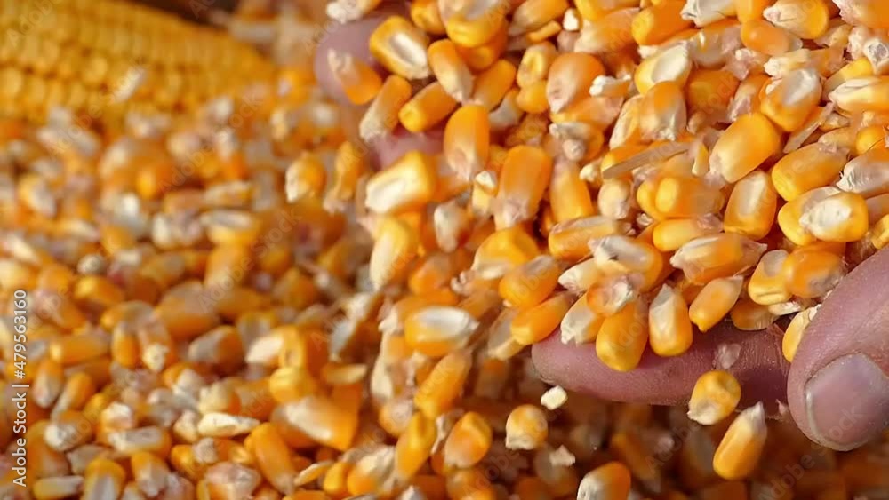 Freshly harvested corn, close up strong hands of farmer shows corn grains in jute sack, slow motion Freshly harvested corn, close up strong hands of farmer shows corn grains in jute sack, slow motion