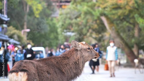 A deer relaxing on the approach to Todaiji Temple, Nara Park, Japan.