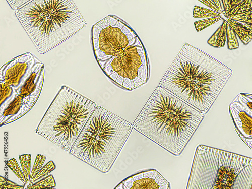 Diatoms, algae under microscopic view, phytoplankton, fossils, silica, golden yellow algae photo