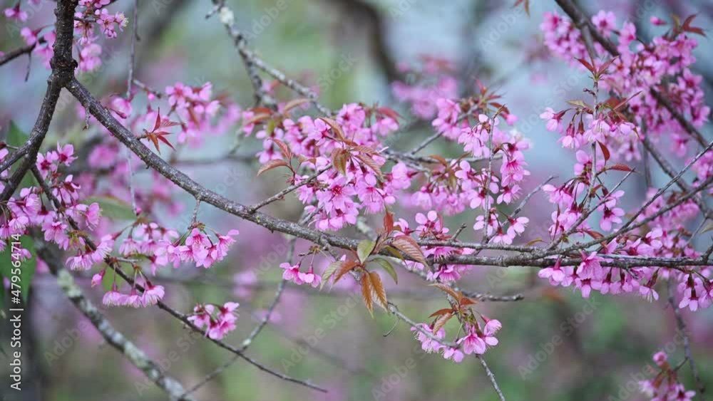 Wild himalayan cherry tree blooming in the garden on springtime in bright day Wild himalayan cherry tree blooming in the garden on springtime in bright day