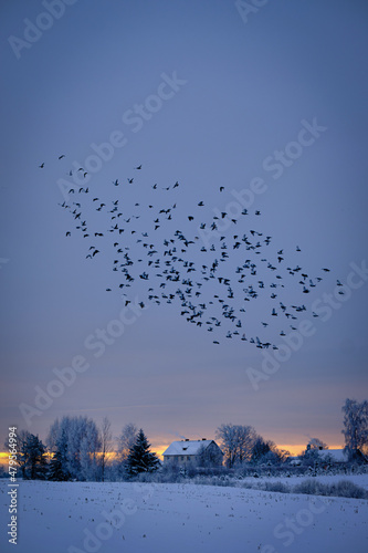 flock of birds flying in cold winter sunset morning with snow in winter