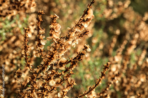 Salsola oppositifolia plant in the countryside in Spain photo