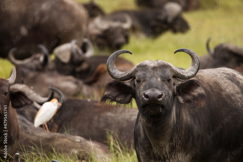 Fototapeta premium Buffalo in the grass during safari in Serengeti National Park in Tanzani. Wilde nature of Africa.