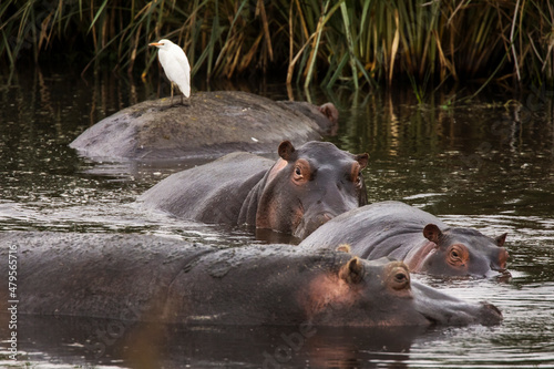 Group of Hippopotamus with shite bird on theme during safari in Ngorongoro National Park, Tanzania. Wild nature of Africa