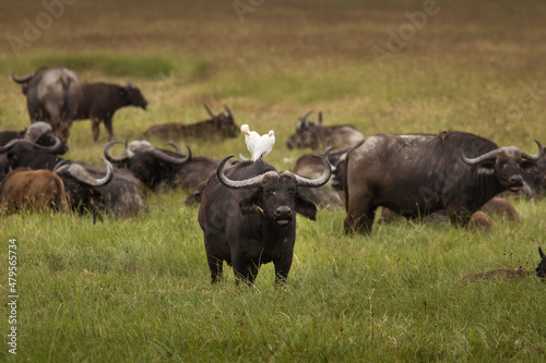 Buffalo in the grass during safari in Ngorongoro National Park in Tanzani. Wilde nature of Africa..