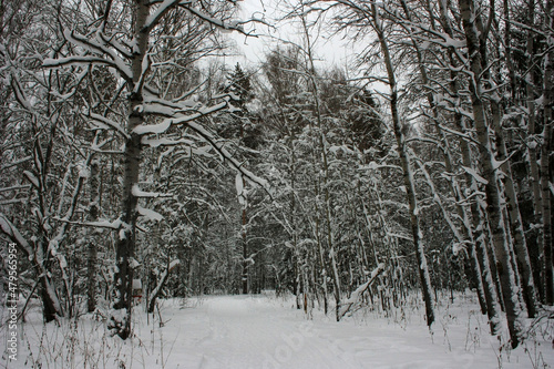 Snow trail in winter forest