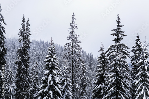 pine trees in the snow against the background of mountains. winter mountains landscape