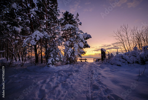 Fototapeta Naklejka Na Ścianę i Meble -  pine trees at the winter beach in sunset with colorful sky with snow by the sea with bench to rest on