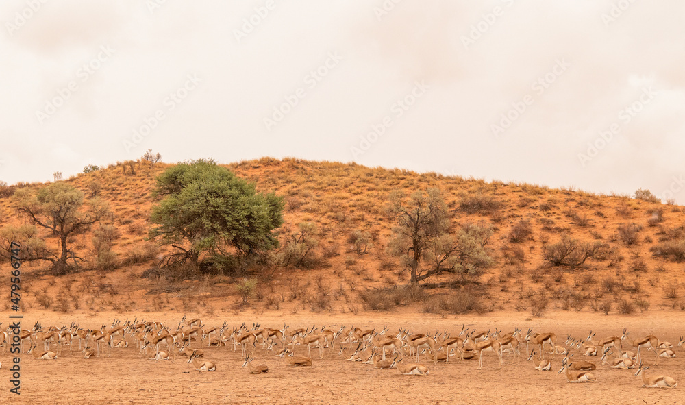 Springbok in the Kgalagadi