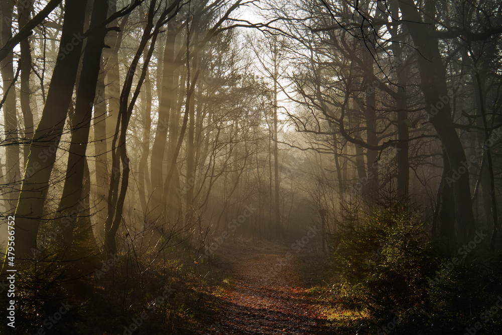 Early sunlight falls on a path through a wintry forest, covered with fallen leaves