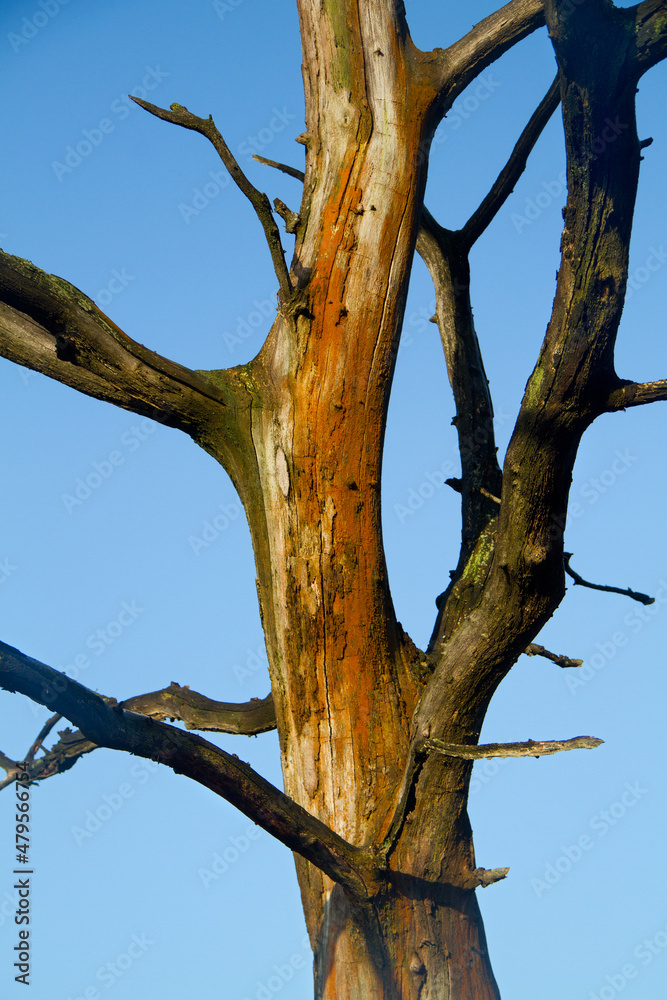 Dead, weathered oak against a background of blue sky Dead, weathered oak against a background of blue sky