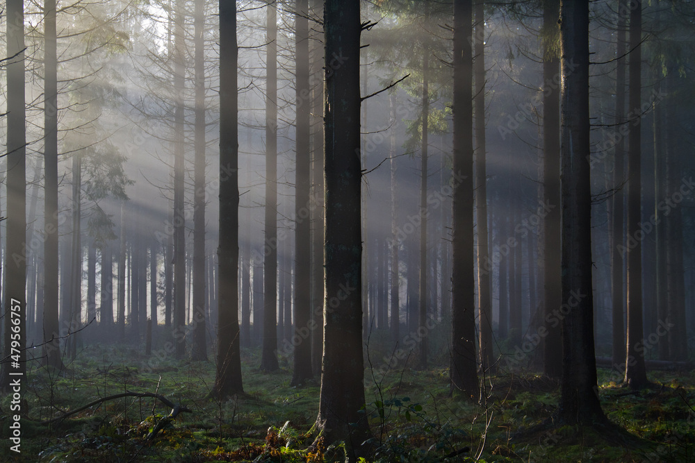 Obraz premium Sunrays at sunrise in a dark pine forest 