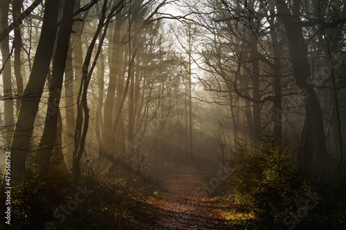 Early sunlight falls on a path through a wintry forest  covered with fallen leaves