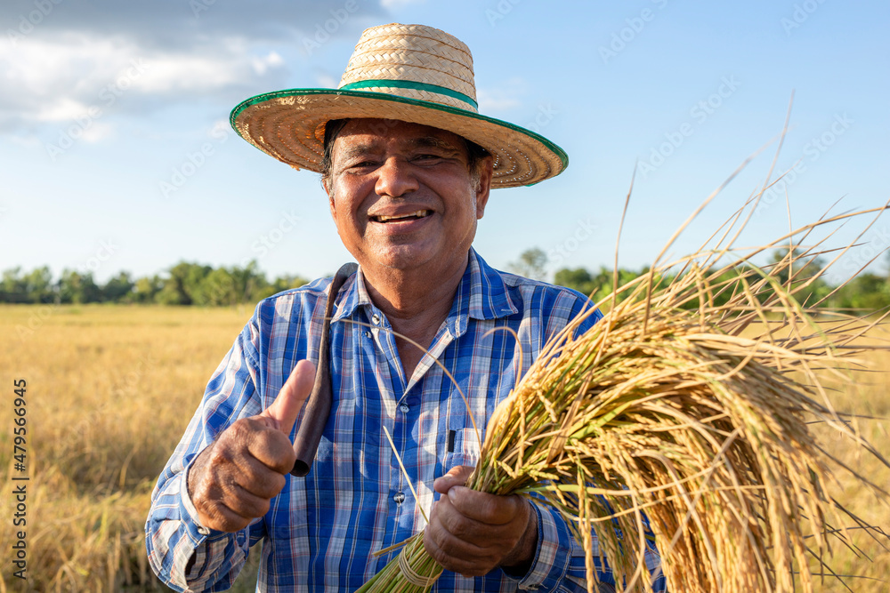 Fototapeta premium Smiling elderly Asian farmer wearing a shirt and hat stands in a rice field with thumbs up in countryside Thailand.