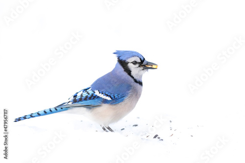 Valokuvatapetti Blue Jay (Cyanocitta cristata) in the snow searching for food in a Canadian winter