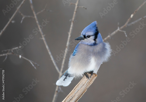 Blue Jay (Cyanocitta cristata) perched on a branch in a Canadian winter. © Jim Cumming
