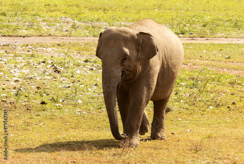 Thai elephants are walking in nature outdoors