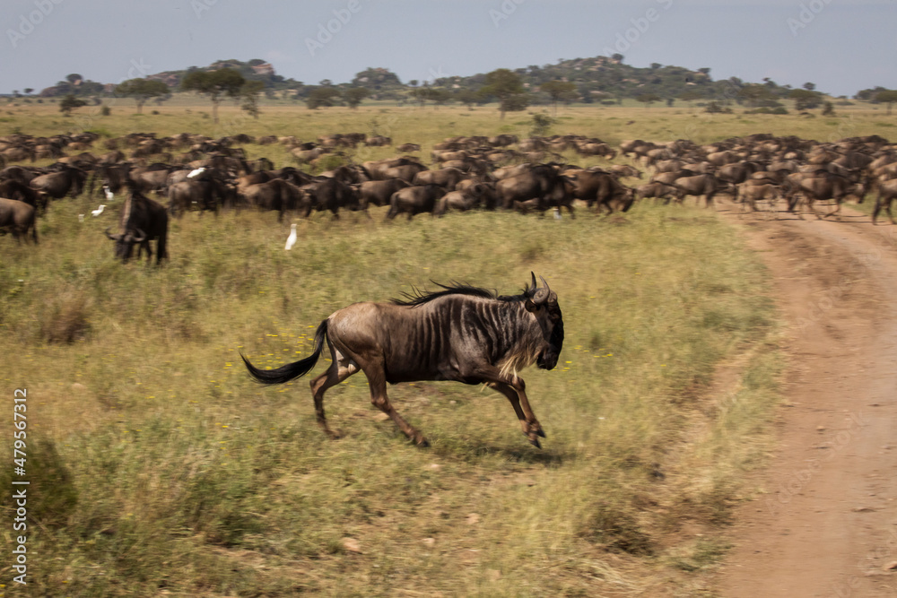 Migration of wildebeast during safari in National Park of Serengeti, Tanzania. Wild nature of Africa. Migration of wildebeast during safari in National Park of Serengeti, Tanzania. Wild nature of Africa.
