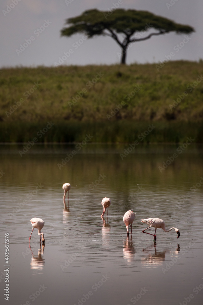 Group of flamingo birds on lake with acacia trees in background during safari in Serengeti National Park, Tanzania. Wild nature of Africa
