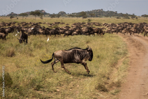 Migration of wildebeast during safari in National Park of Serengeti  Tanzania. Wild nature of Africa.