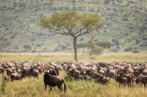 Canvas Print Migration of wildebeast during safari in National Park of Serengeti, Tanzania