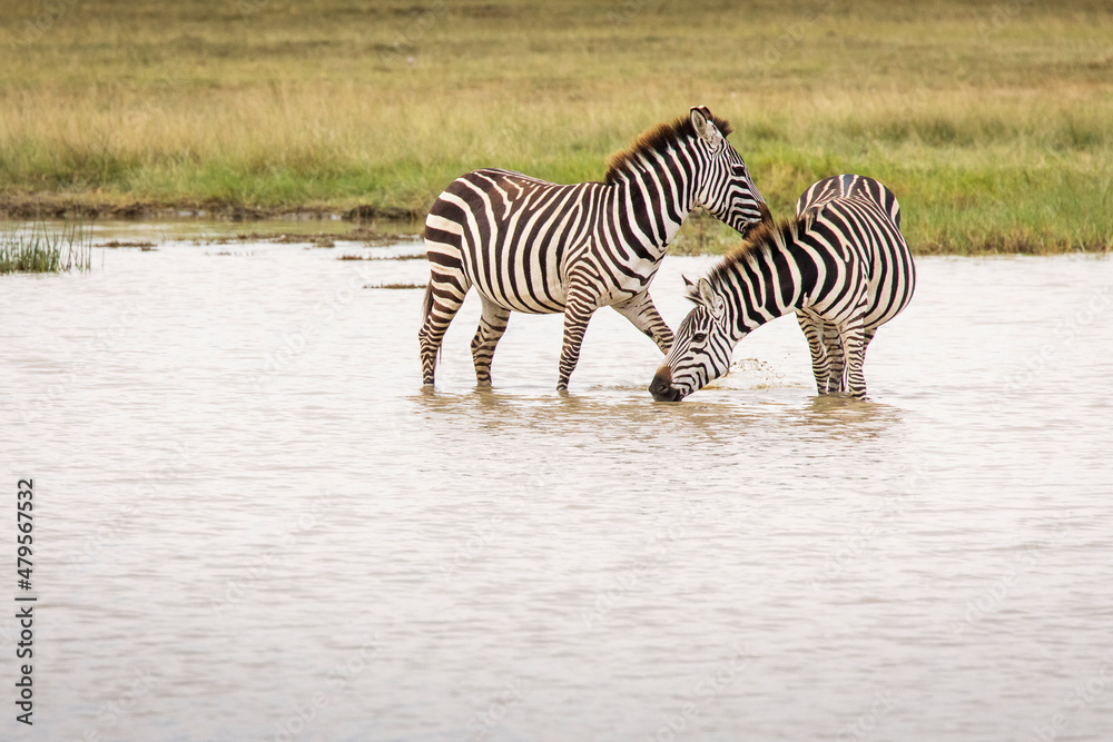 Fototapeta premium African zebras at beautiful landscape in the Ngorongoro National Park. Tanzania. Wild nature of Africa..