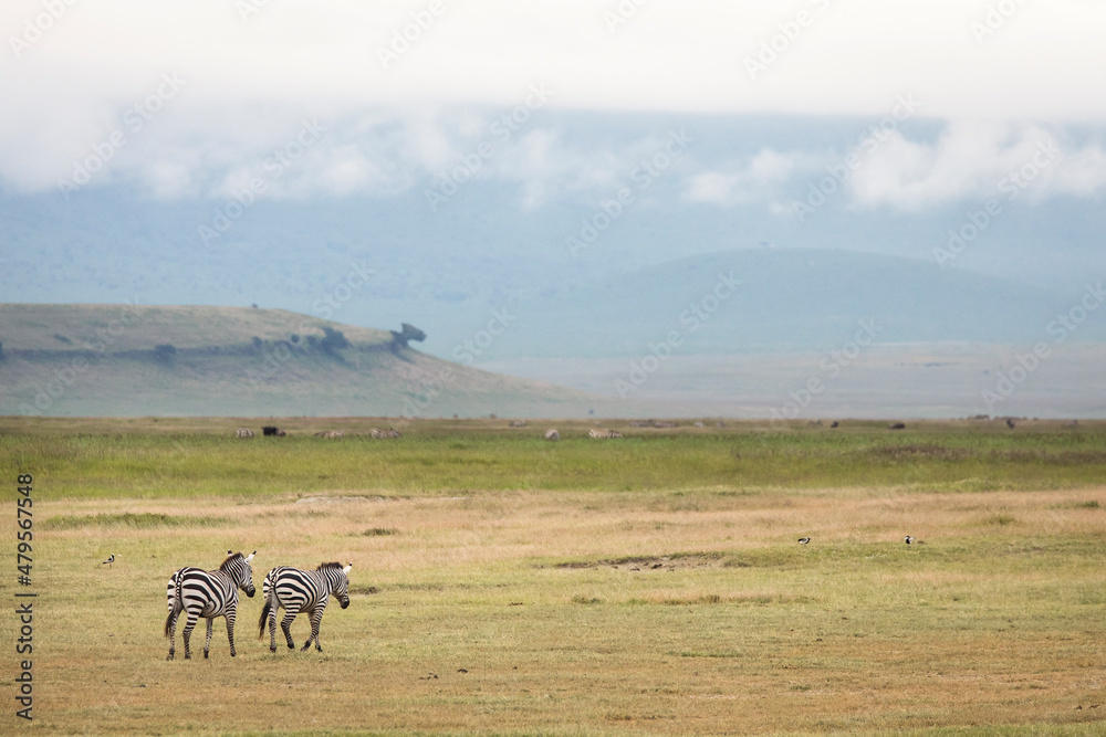 Fototapeta premium Two african zebras at beautiful landscape in the Ngorongoro National Park. Tanzania. Wild nature of Africa..
