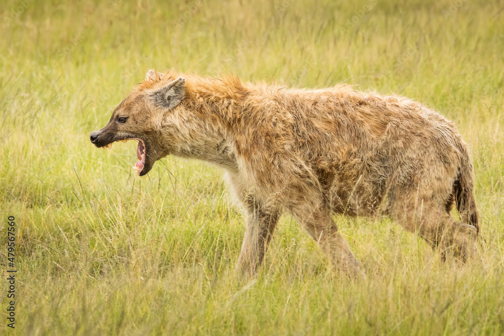 Hyena in the grass during safari in National Park of Ngorongoro, Tanzania. Wild nature of Africa