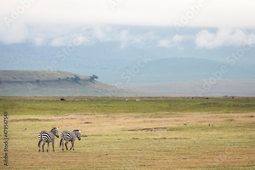 Two african zebras at beautiful landscape in the Ngorongoro National Park. Tanzania. Wild nature of Africa..