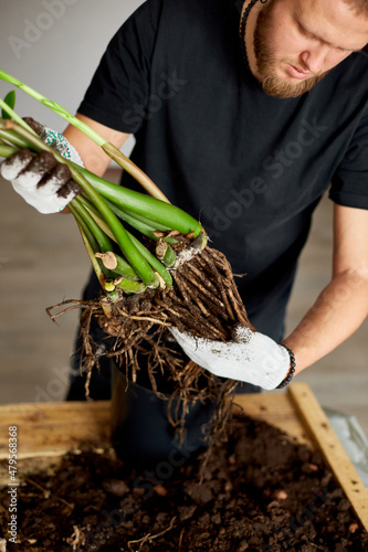 Man's Hands hold Zamioculcas plant with roots, repotting flower indoor, the houseplant pot transplant